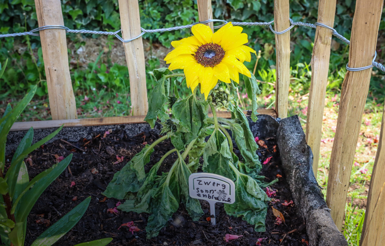 Die Sonnenblume