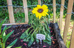 Die Sonnenblume